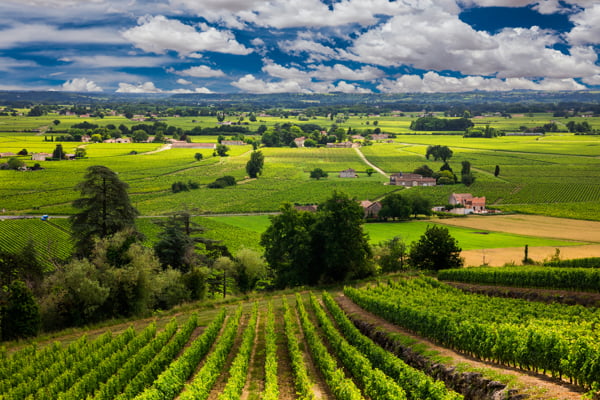 Hermoso viñedo francés al amanecer