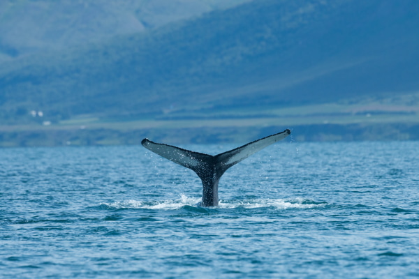 Ballena jorobada buceando en el mar de Islandia durante el verano