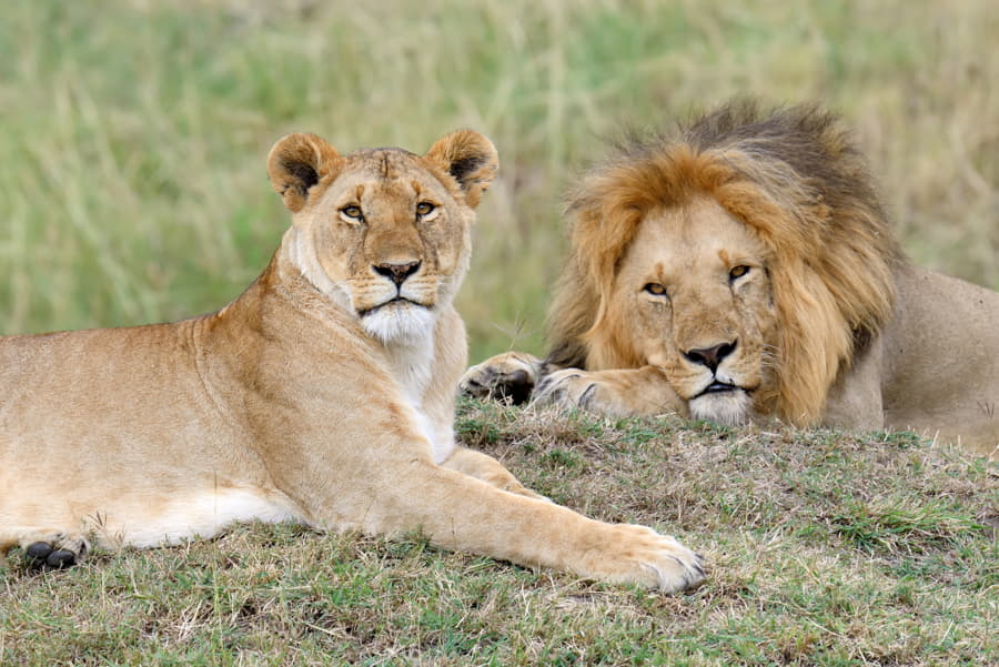 León africano en la Sabana Sudafricana