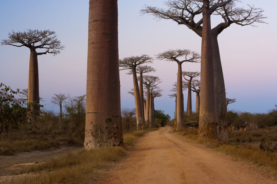 Árboles Baobabs en Madagascar