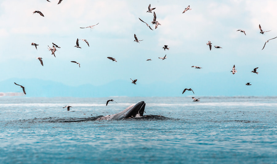 Ballena de Bryde, Ballena de Eden, Comiendo pescado en Sri Lanka