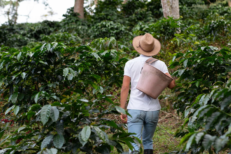 Caficultor caminando por la plantación de café. Hombre con sombrero de campesino.