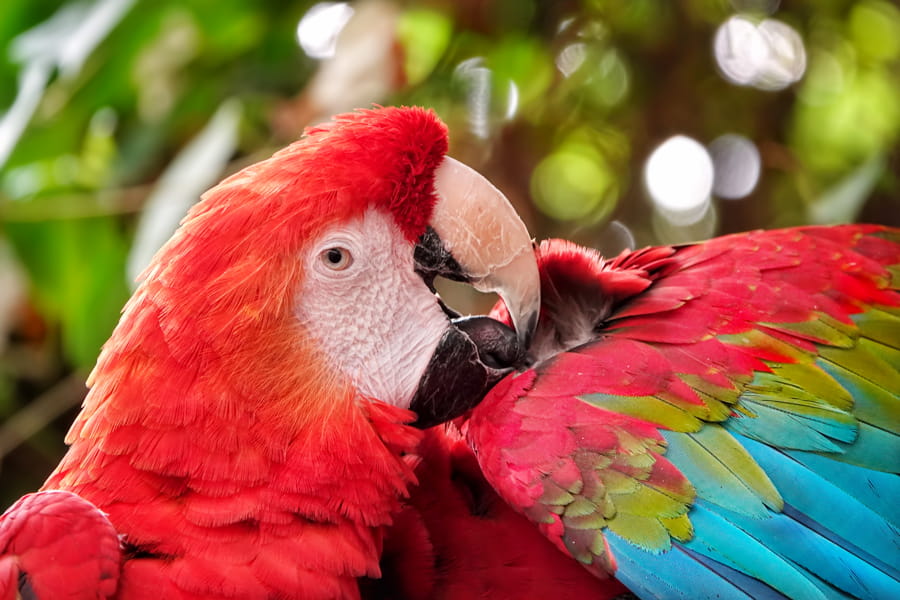 Loro colorido en la naturaleza verde