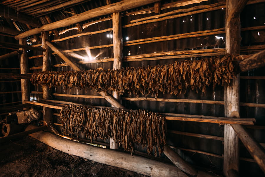 Interior de granero de madera con hileras de tabaco secándose de forma natural en tierras de Cuba.