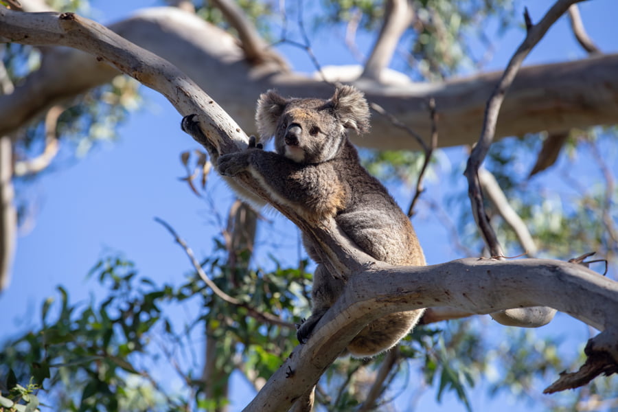 Koala australiano gris