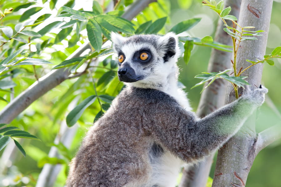 Lemur de Madagascar