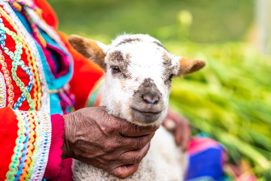 Pequeña alpaca con una mujer con ropa nacional en Cusco, Perú