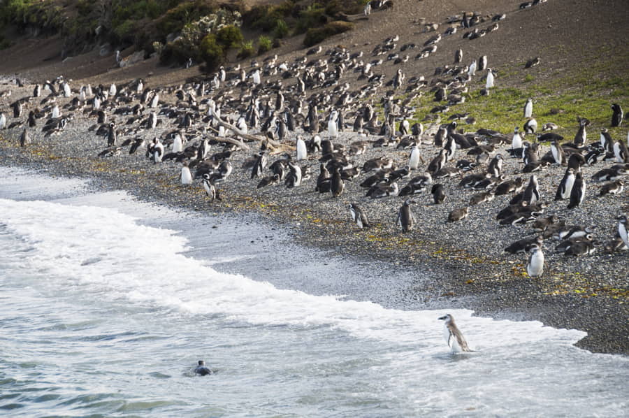 Pingüinos de magallanes en Chile