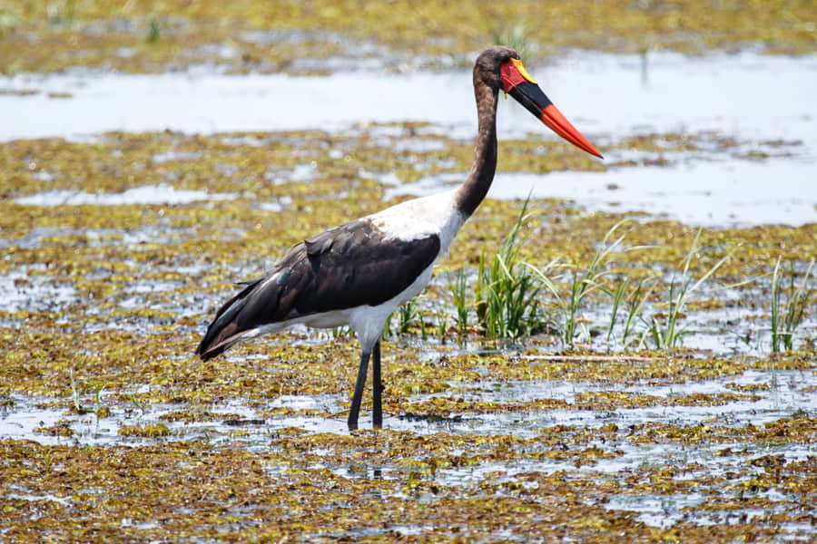 Reserva de Moremi en el delta del Okavango