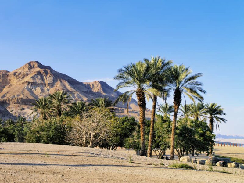 Paisaje de palmeras en Israel