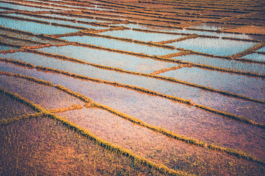 Plantación de arroz en Nepal