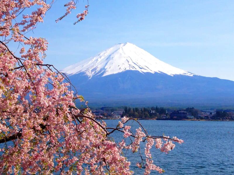 Sakura con el monte Fuji al fondo