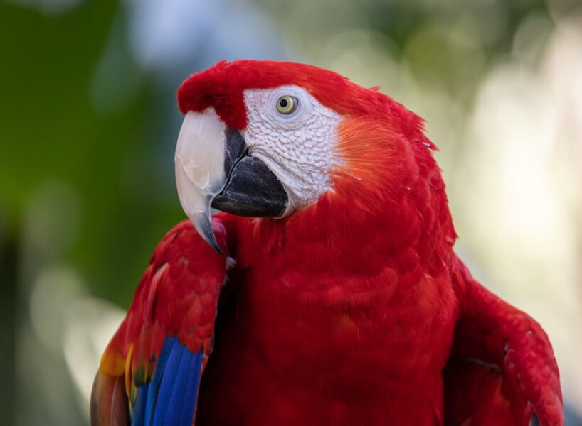 Guacamaya roja en Costa Rica