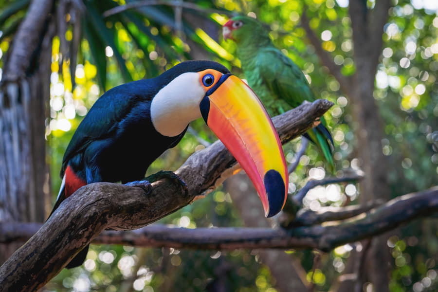 Tucán en la selva de Brasil