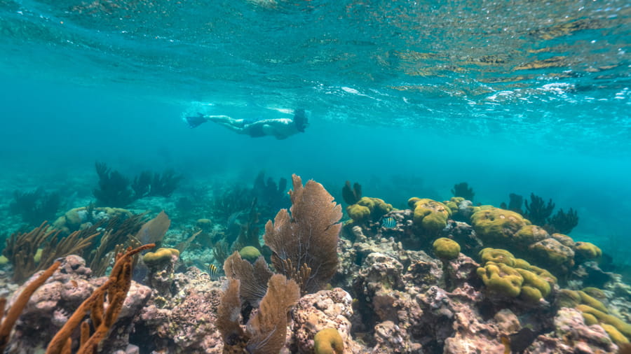 Turista haciendo snorkel en el arrecife del caribe