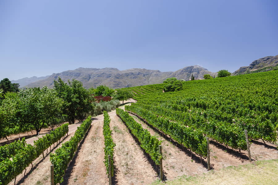 Viñedos de Sudáfrica