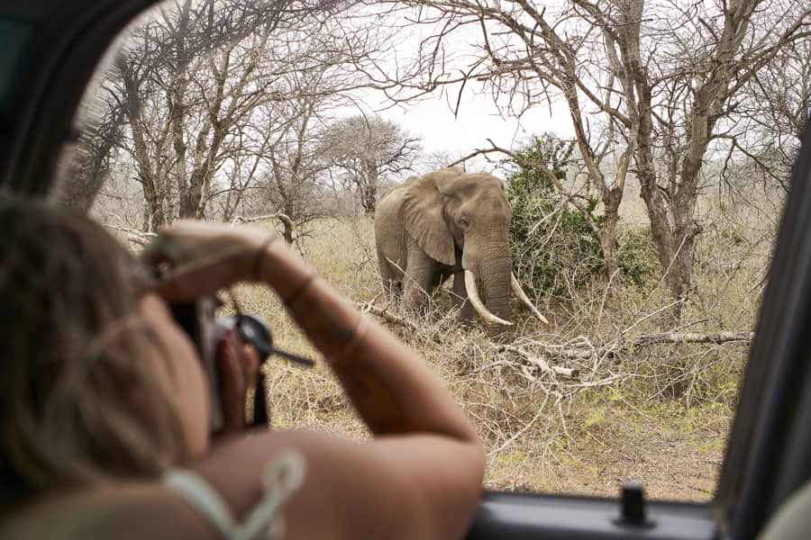 Mujer fotografiando un elefante desde el coche